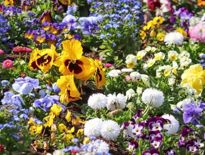 massif de fleurs de printemps floraison varietes plantes de jardin