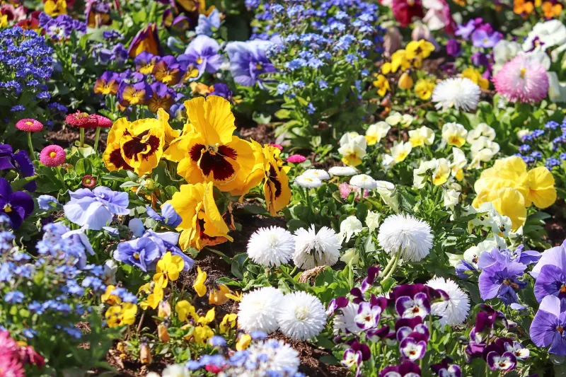 massif de fleurs de printemps floraison varietes plantes de jardin