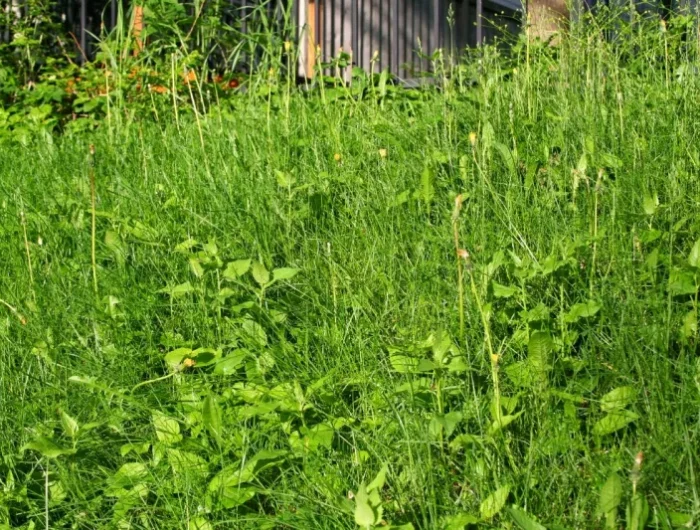 mauvaises herbes rampantes dans le gazon ambrosia verte