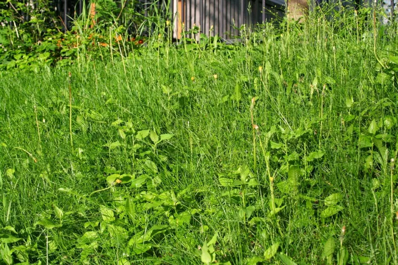 mauvaises herbes rampantes dans le gazon ambrosia verte