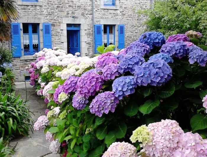 meilleur periode pour planter une haie hortensias devant une vieille maison