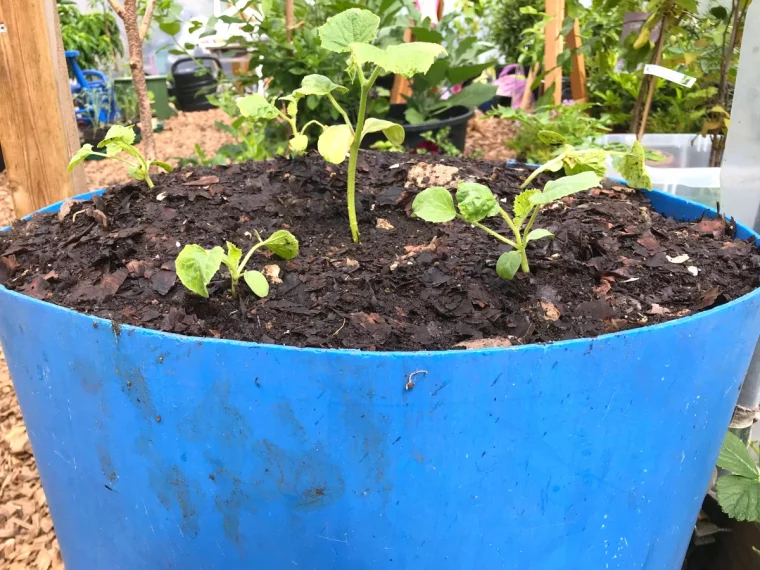 mettre du compost dans les plantes en pot