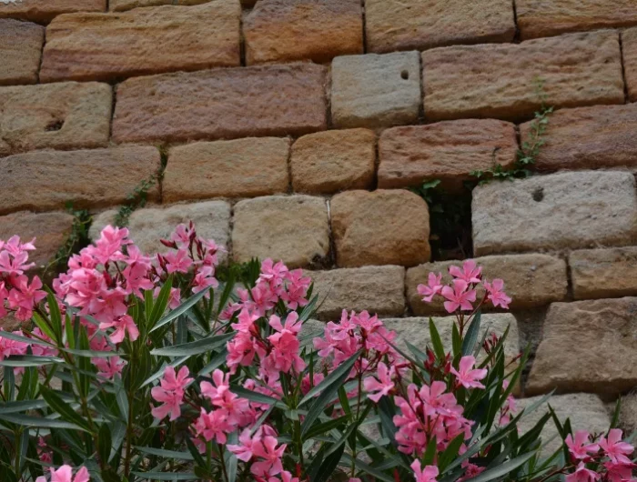 mur exterieur abri laurier rose hiver briques arbuste