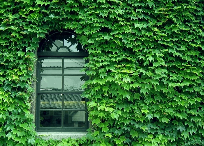 mur exterieur vegetation garder la chaleur
