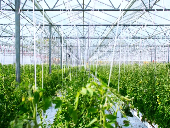 optimisation espace verticale dans une serre plants de tomates