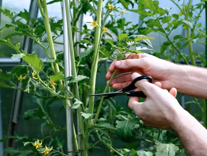 ou couper pour prendre une bouture de tomate