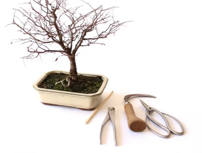 outils de jardinage pot pour bonsai entretien arbre nain