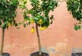 Comment hiverner un citronnier, sans risque pour sa santé