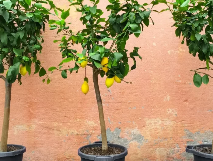 où placer un citronnier extérieur protection citronnier en hiver plante tropicale