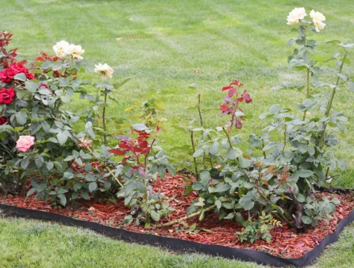 paillage de jardin faut il protéger le rosier contre le gel guide pratique