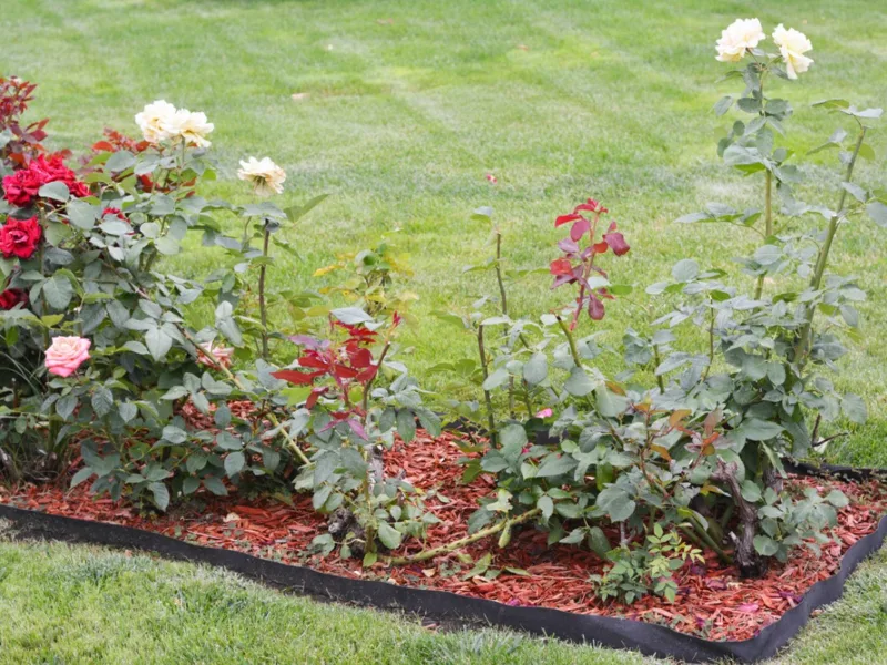 paillage de jardin faut il protéger le rosier contre le gel guide pratique, faut-il protéger les rosiers du gel