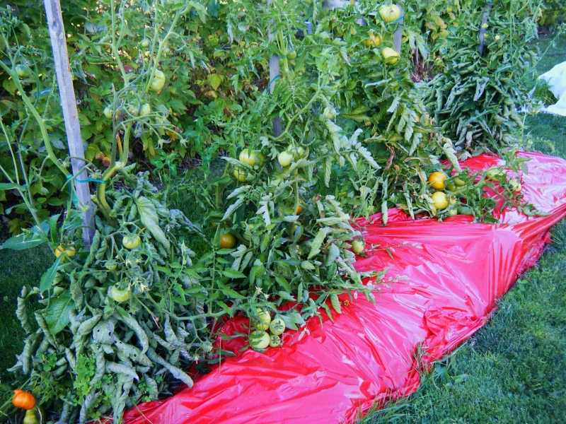 paillage le pied des tomates sav plastic automne