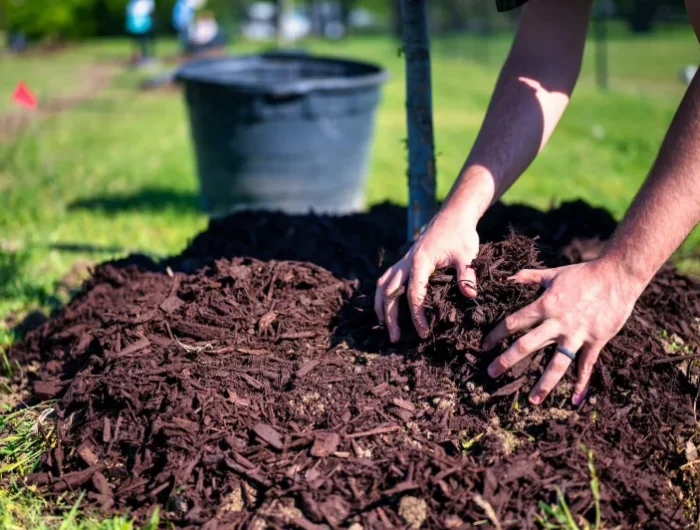 paillage potager hiver compost et copeaux de paillage exemple paillis organique biodégradable