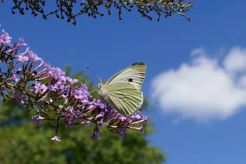 papillon arbuste ornementale fleurs odorantes pollinisateur plantes