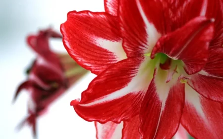 petales bicolore fleur rouge et blanc floraison annuelle