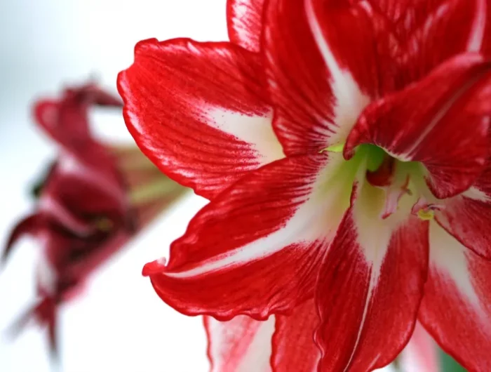 petales bicolore fleur rouge et blanc floraison annuelle