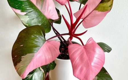 philadendron pink princess entretien pot avec la fleur sur une petite chaise