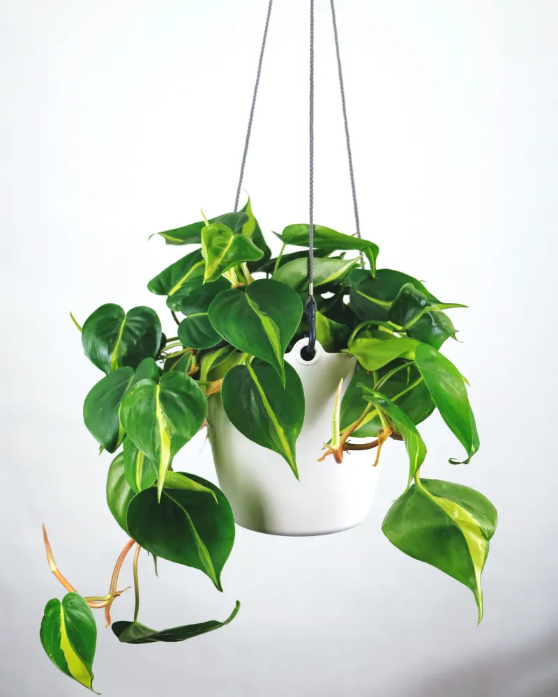 philodendron variete pot suspendu plante verte d interieur entretien facile