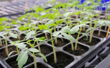 plantation de boutures de tomates comemnt faire