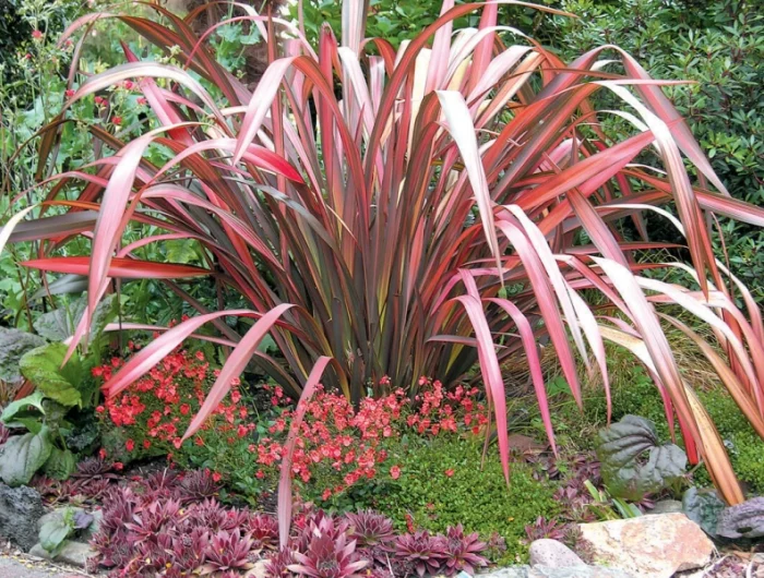plante feuilles longues et rouges phormium