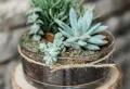 Comment nettoyer les feuilles des plantes grasses ?