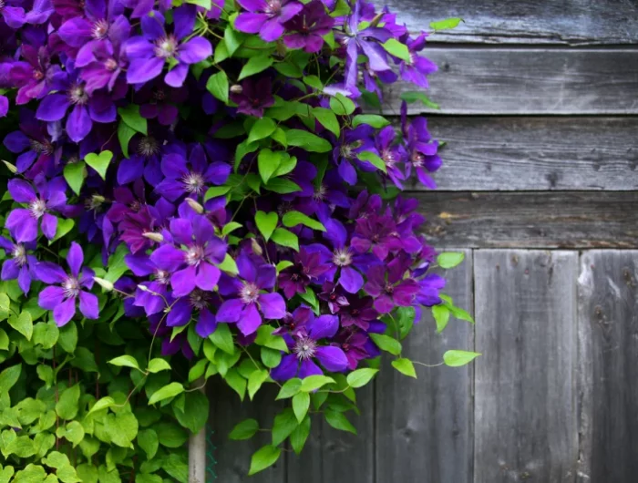 plante grimpante violette fonce mur en bois