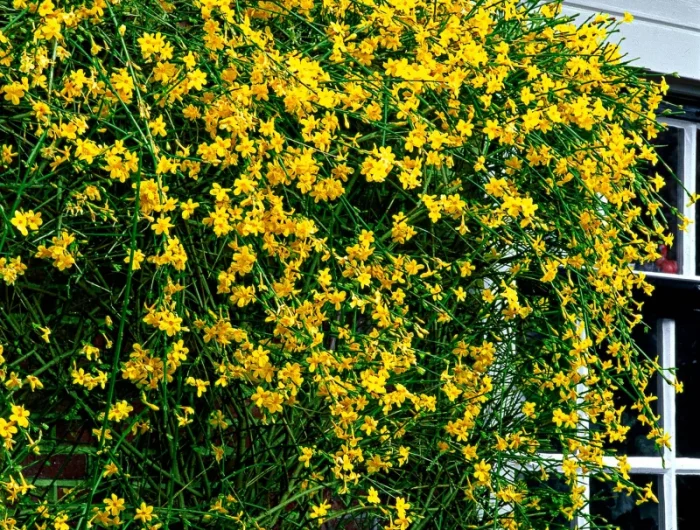 plante resistante au gel fleurie d hiver jasmin d hiver plante jaune