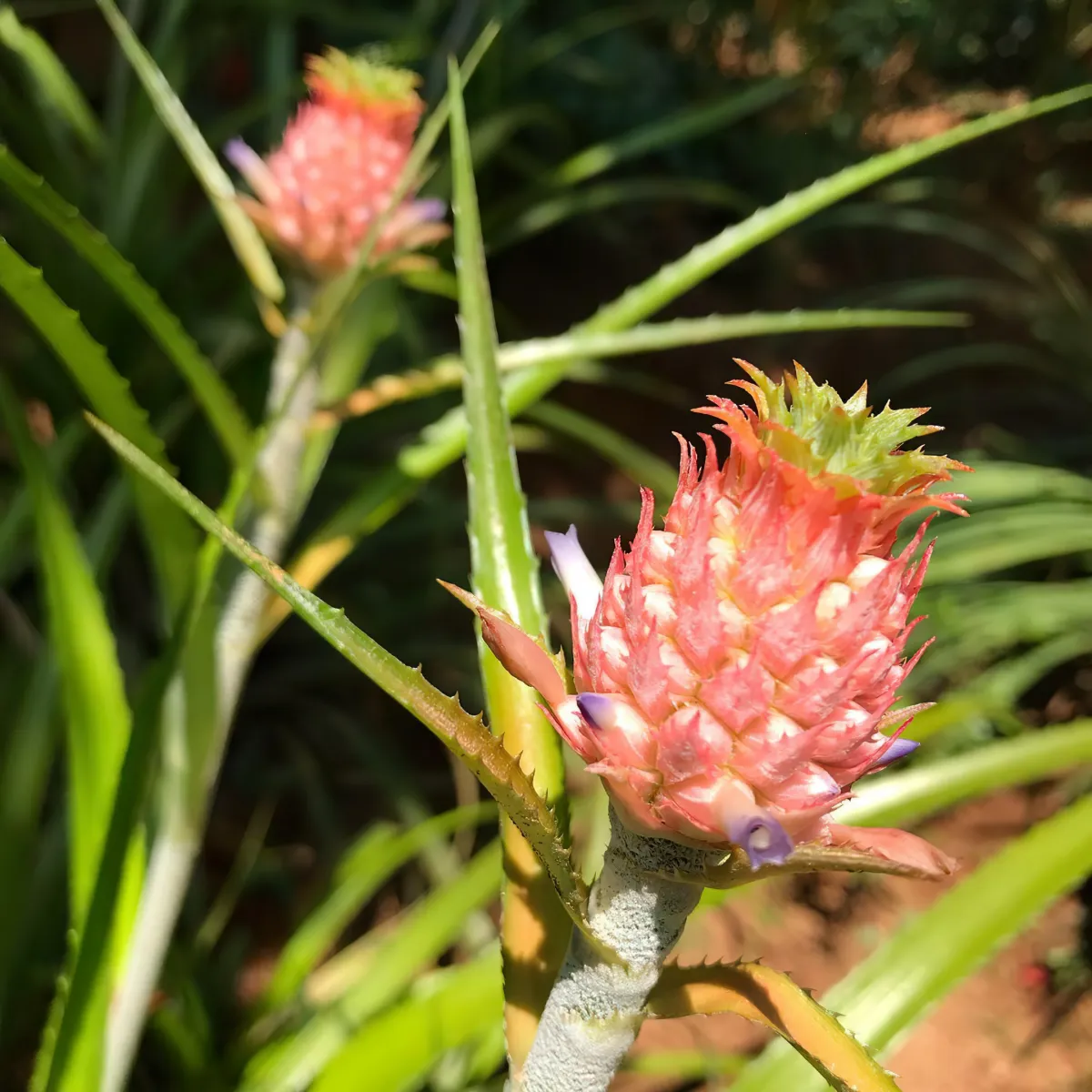 plante tropicale dans son habitat naturel