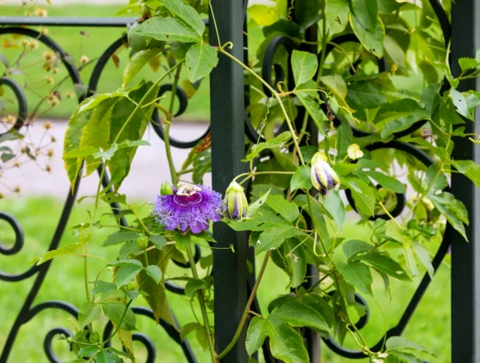 plante verte contre un mur feuilles vertes