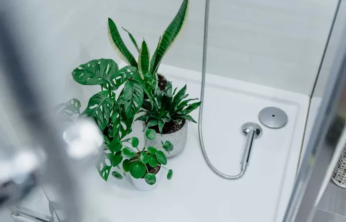 plante verte d interieur poses dans la salle de bain