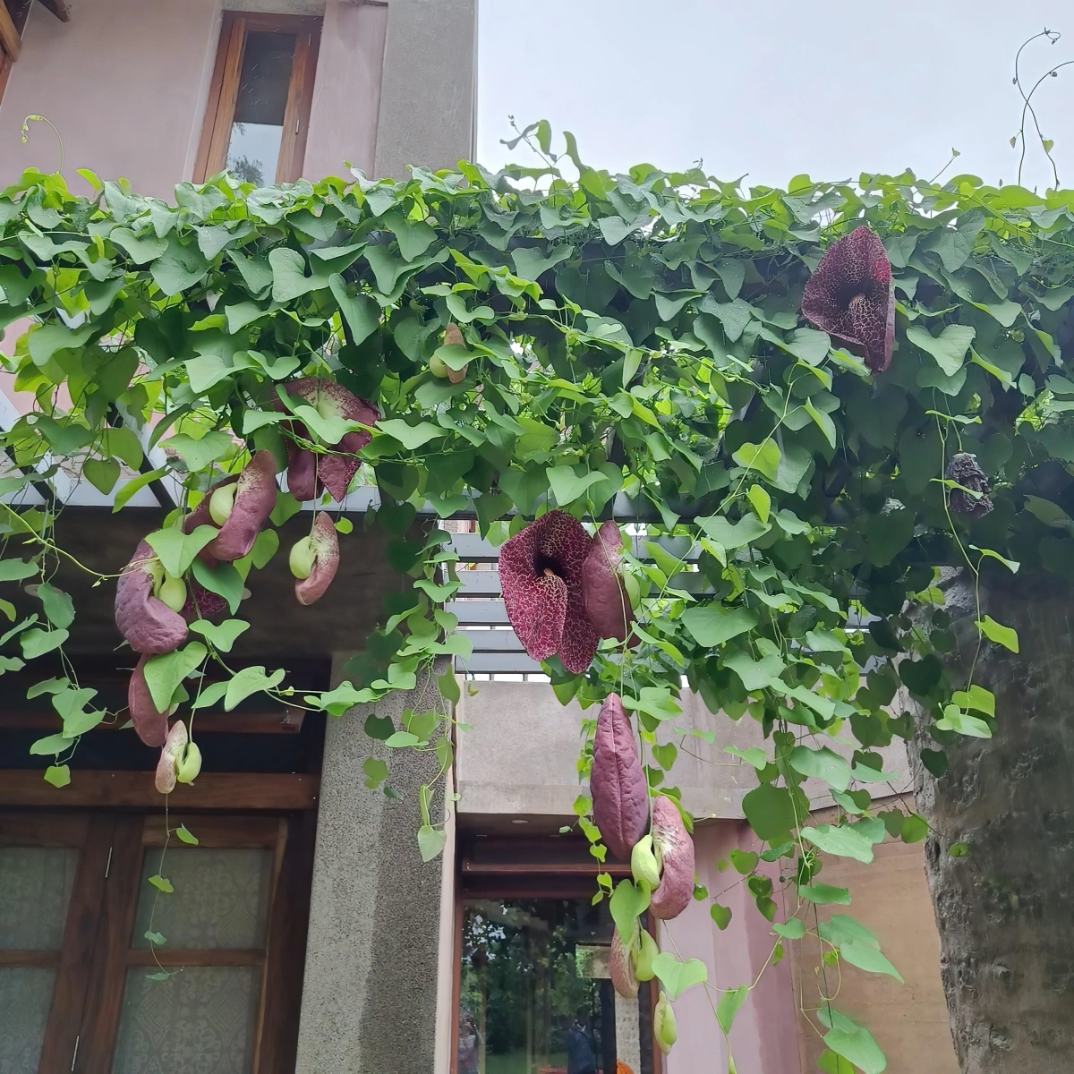 plantes grimpantes feuillage vert support pergola facade maison fleurs