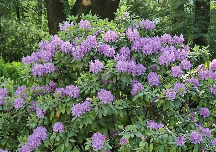 plantes resistant au gel et neige du jardin rodhodendrons violet clair