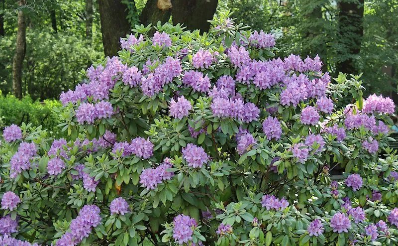 plantes resistant au gel et neige du jardin rodhodendrons violet clair