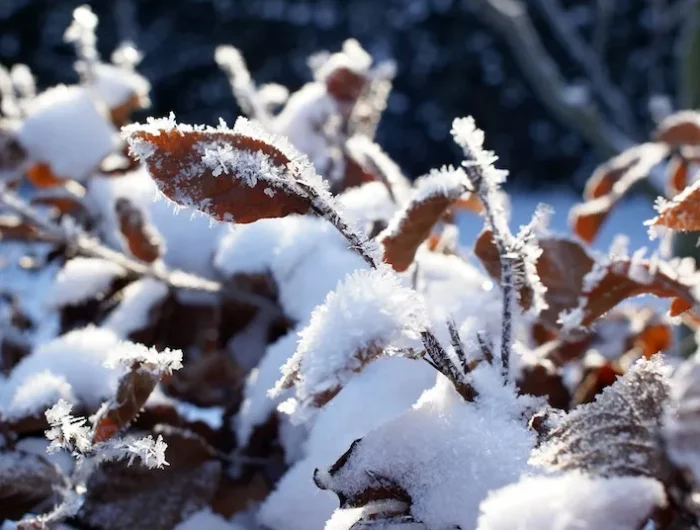 plantes resistant au gel et neige en hiver feuilles recouvertes de neige
