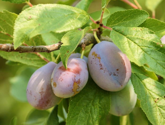 plums branch