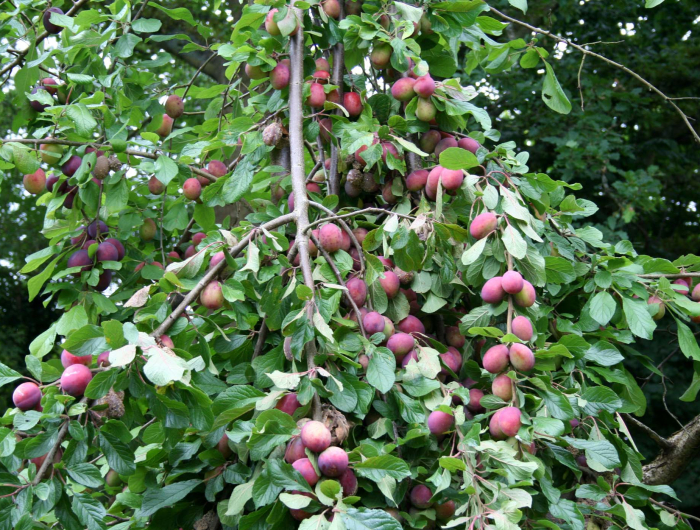 plums july 31 2