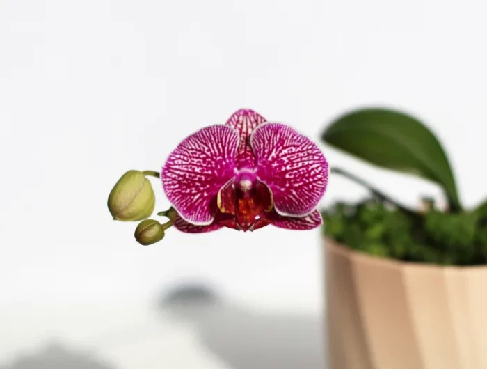 pot fleur plante d interieur orchidee variete