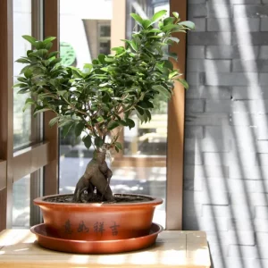 Projet rempotage du bonsaï en automne : tout à savoir sur ce défi vert