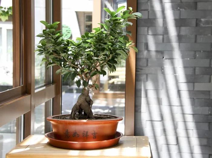 pot plante arbre nain bonsai variete lumiere soleil