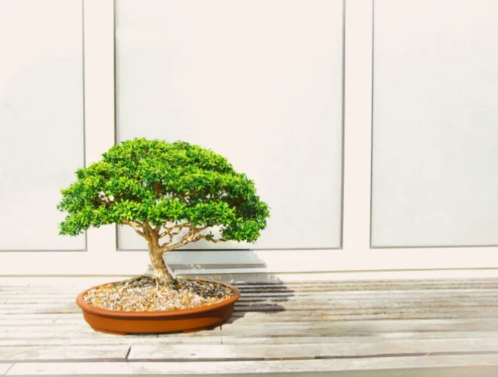 pot terreau pour bonsai entretien variete plante sol