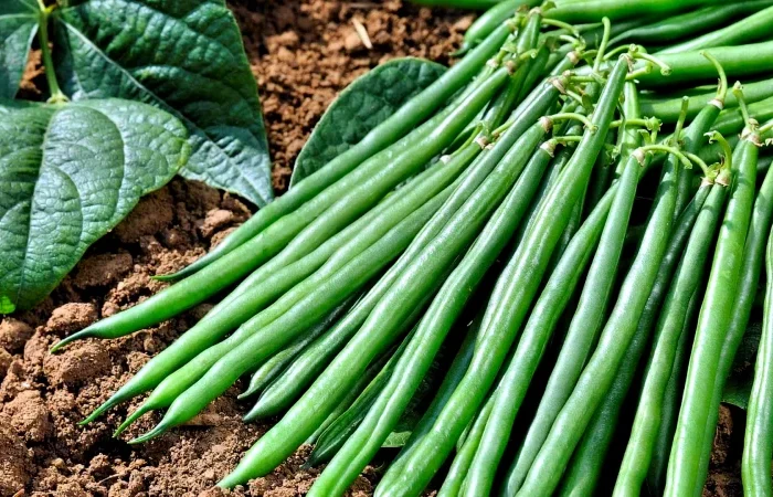 pourquoi semer des feves en automnes legume vert