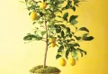 Comment hiverner un citronnier, sans risque pour sa santé