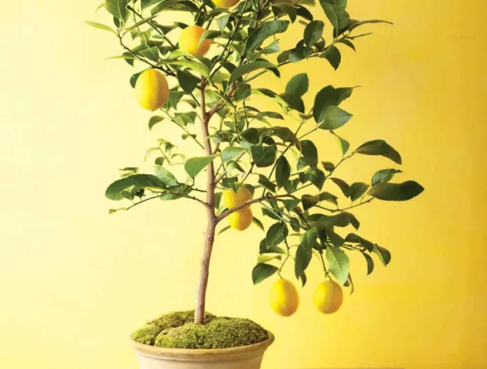 protection citronnier hiver en pot lumière abondante choisir un endroit ensoleillé