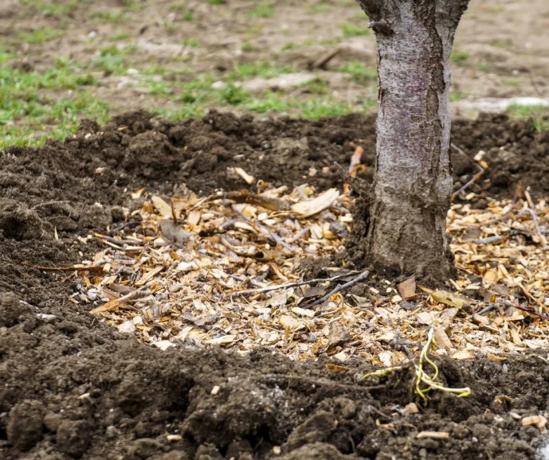 protection hivernale pour plantes comment pailler le pied d un arbre