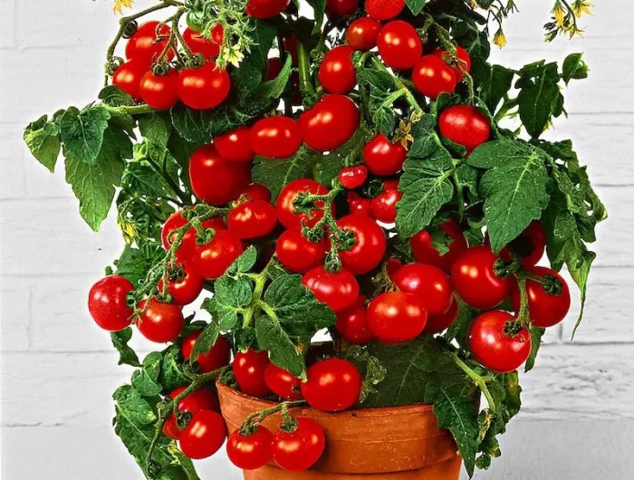 quand couper la tête des pieds de tomates tomates cerise en pot