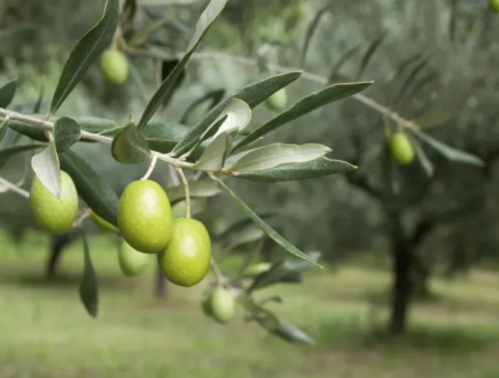 quand et comment stimuler la fructification de l olivier