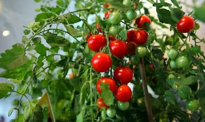 quand et comment tailler plants de tomates cerise alautomne