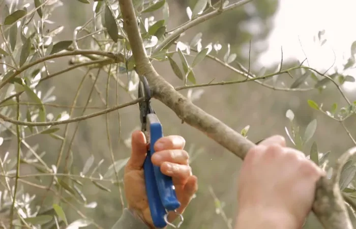 quand et comment tailler un arbre d olivier