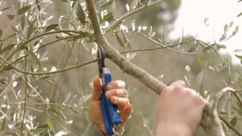 quand et comment tailler un arbre d olivier