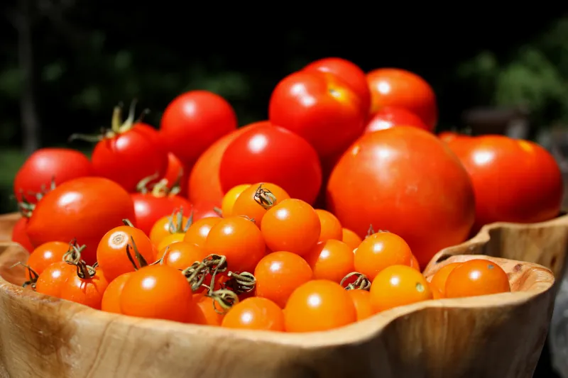 que faire des tomates fraiches en fin saison